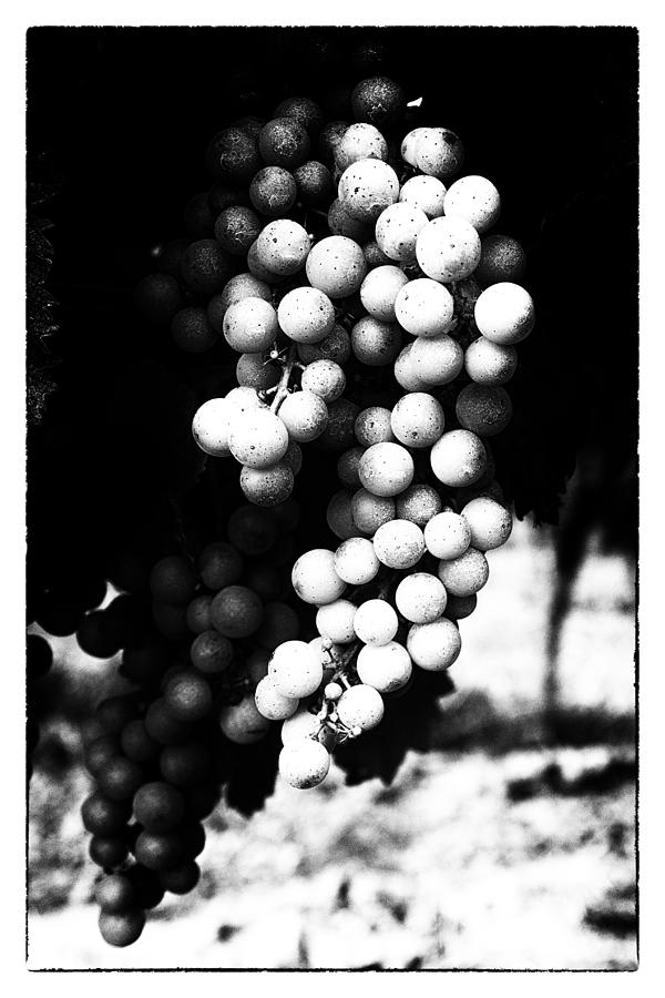 Up Movie Photograph - Grapes on the Vine in Mono by Georgia Clare