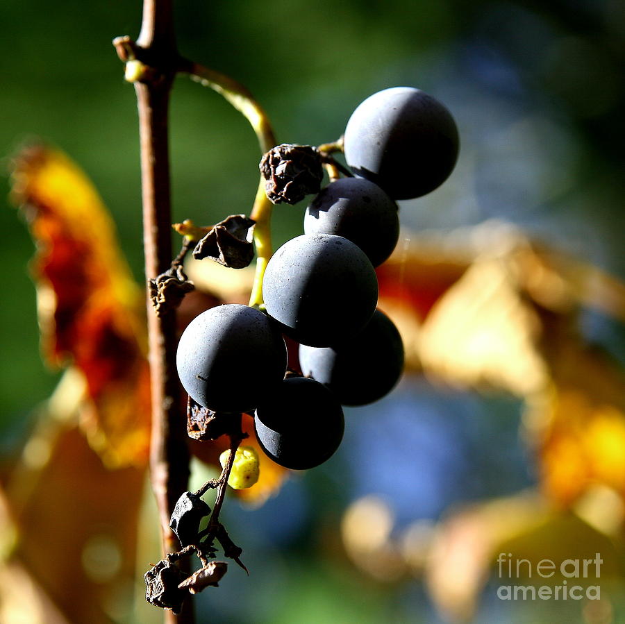 Grapes on the Vine in Square  Photograph by Neal Eslinger