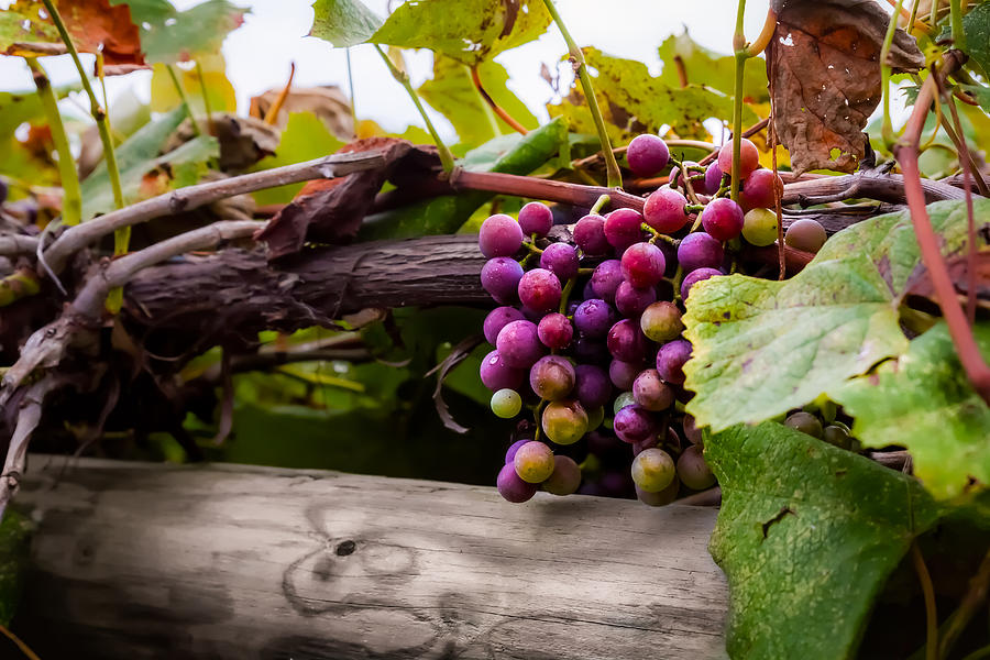 Grapes on the Vine Photograph by Ron Pate