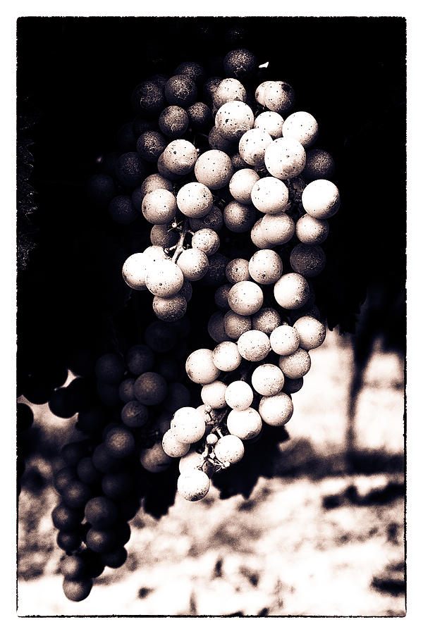 Grapes on the Vine - Toned Photograph by Georgia Clare