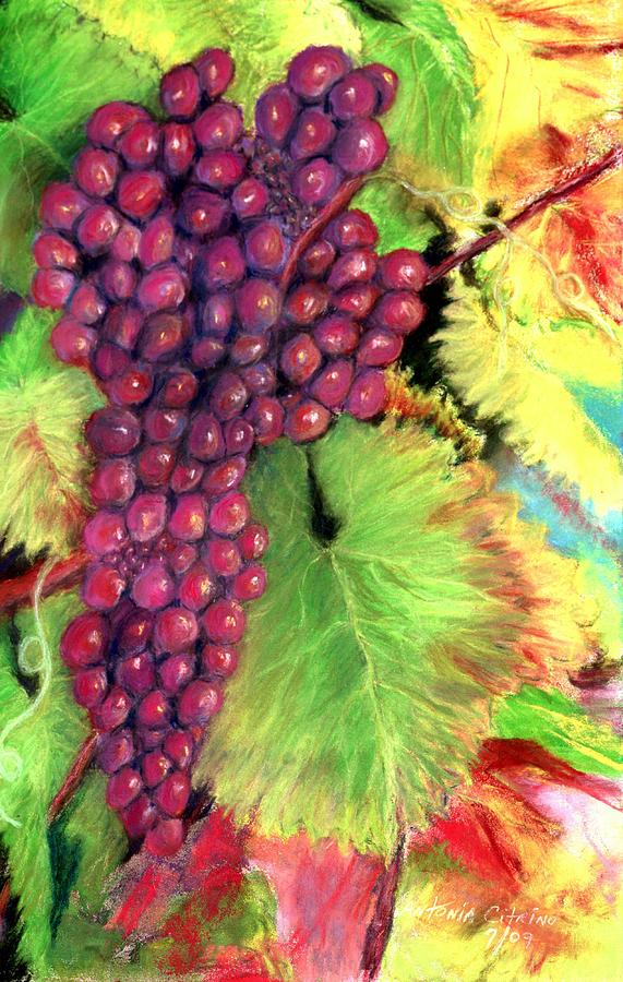 Grape Pastel - Grapes on Vine Pastel by Antonia Citrino