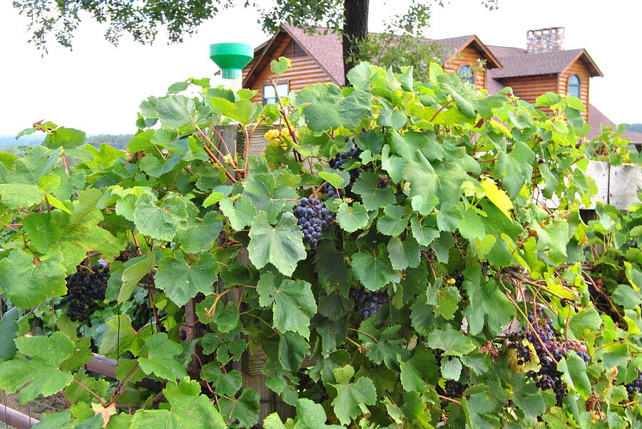 Grapes Ready For Harvest On The Vine Photograph by Pamela Smale Williams