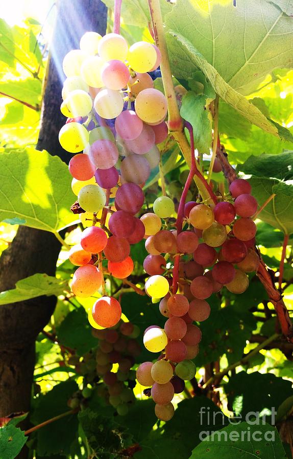 Grapes  Photograph by Rose Wang