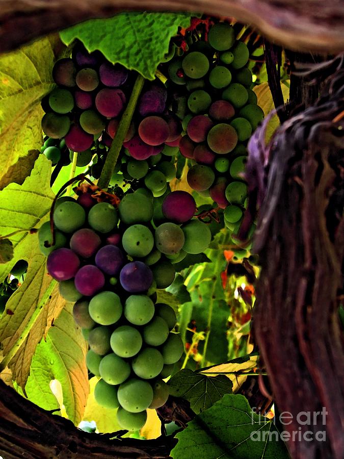 Grapes Through the Vines Photograph by Chris Anderson