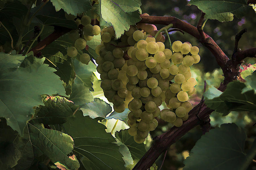 Grapes Photograph by Wayne Meyer