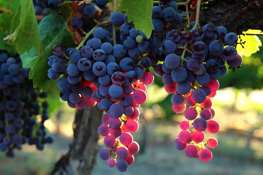 Grape Photograph - Grapes with bokeh by Lynn Hopwood