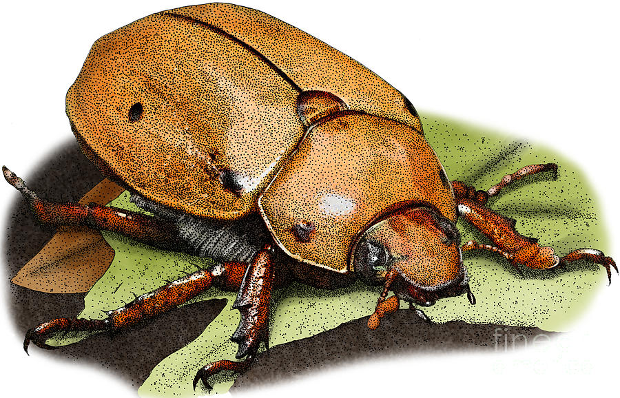  Illustration of a Grapevine Beetle Photograph by Roger Hall