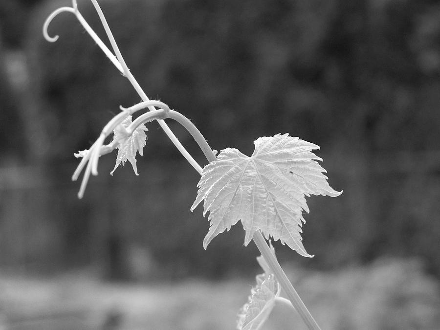Grape Photograph - Grapevine  by Heather L Wright