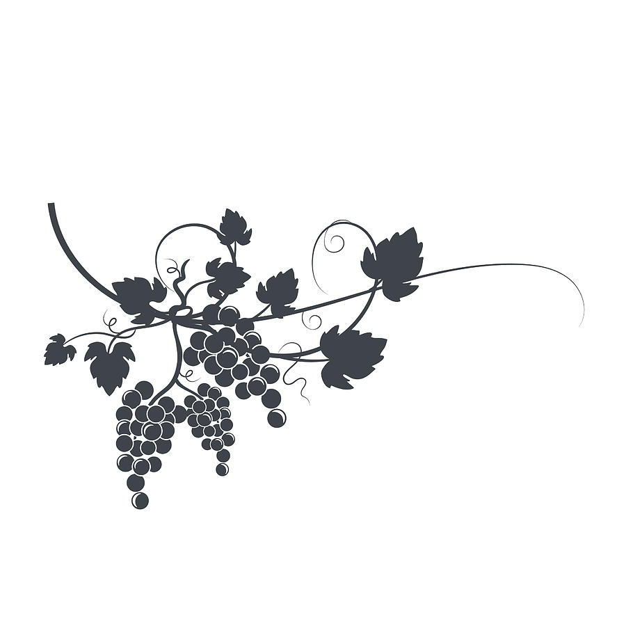 Grapevine Silhouette Drawing by Diane555