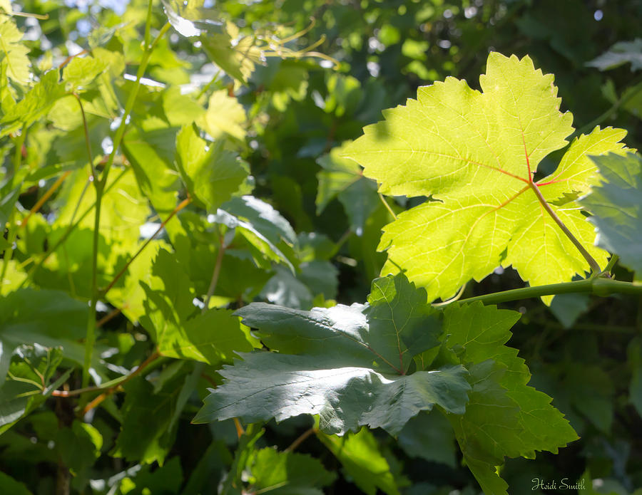 Grapevine Spring Leaves  Photograph by Heidi Smith