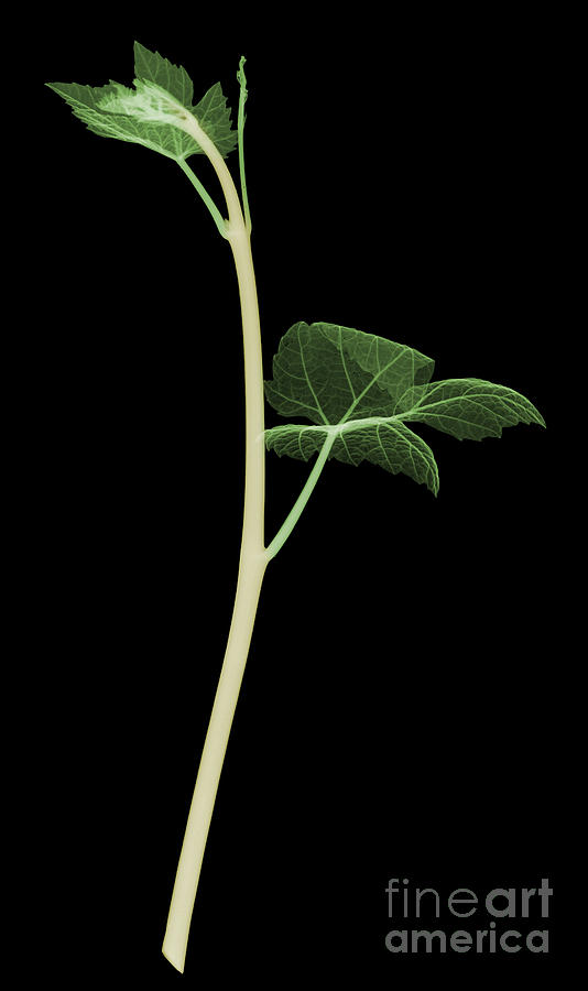 Nature Photograph - Grapevine, Vitis Vinifera, X-ray by Ted Kinsman