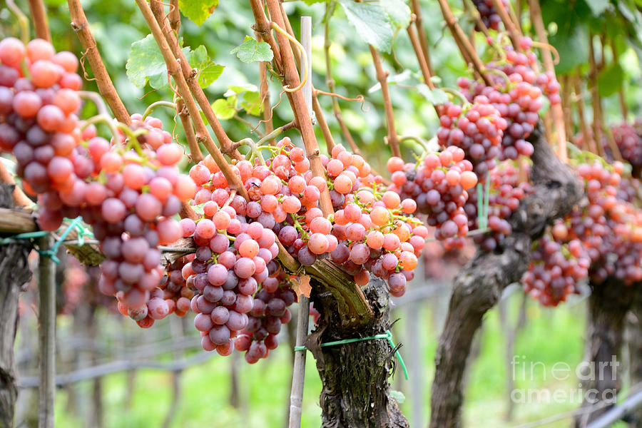Grape Photograph - Grapevine With Rosy Grapes by Karin Stein