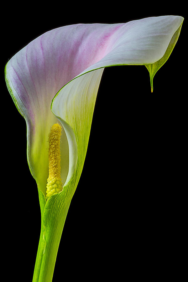 Graphic calla lily Photograph by Garry Gay