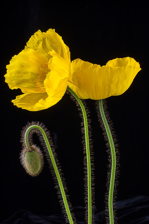 Poppy Photograph - Graphic Iceland Poppies by Garry Gay