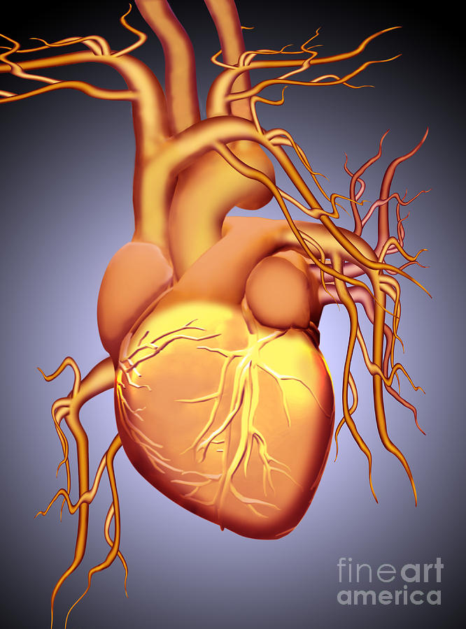 Graphic Illustration Of A Heart Photograph by Mike Agliolo