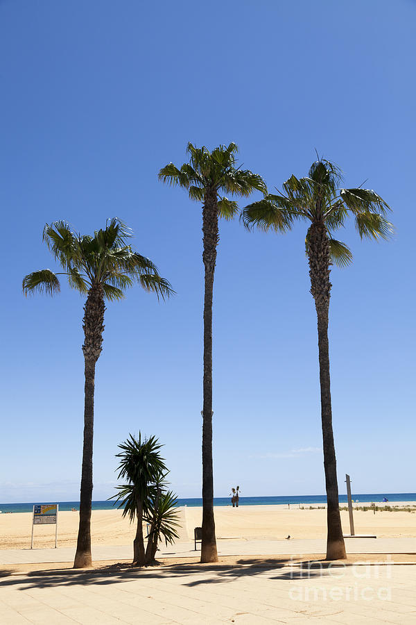 Graphic Image Of Palm Trees Blue Sky At Seaside Photograph by Peter Noyce