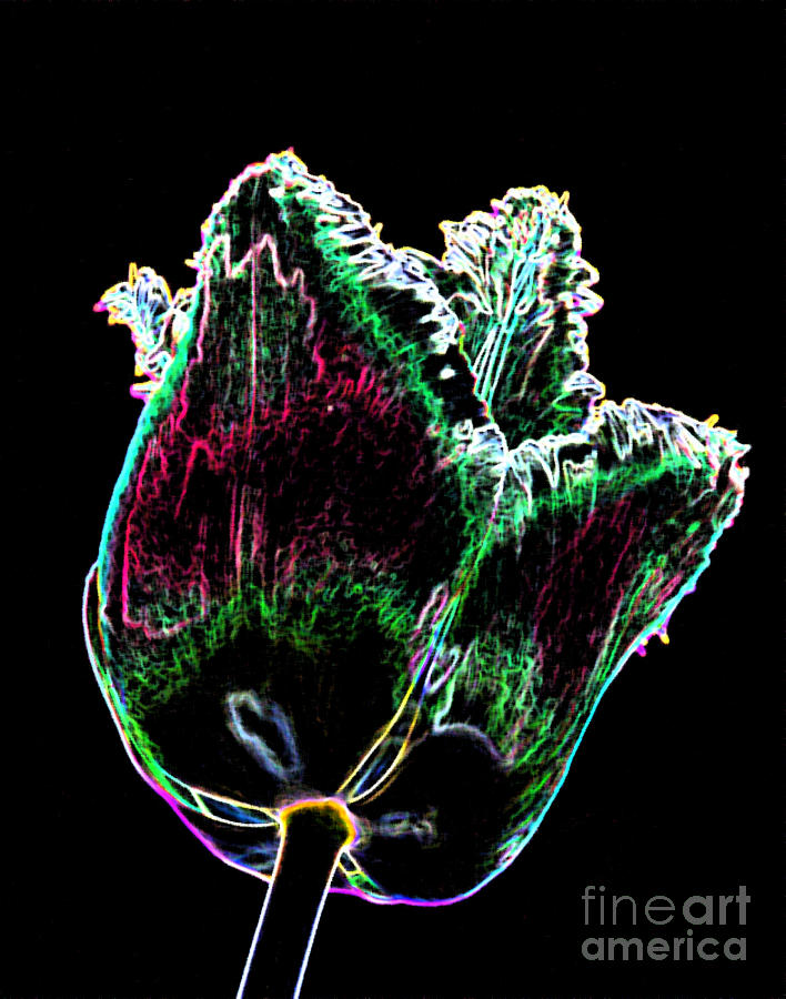 Graphic Tulip Fringe Photograph by Louise Magno