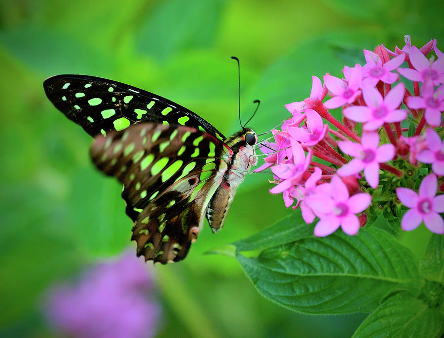Graphium Agamemnon Butterfly In Flight Photograph by Lasting Image By Pedro Lastra