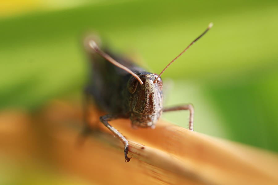 Grasshopper Photograph - Grashuepfer by Bernhard Halbauer