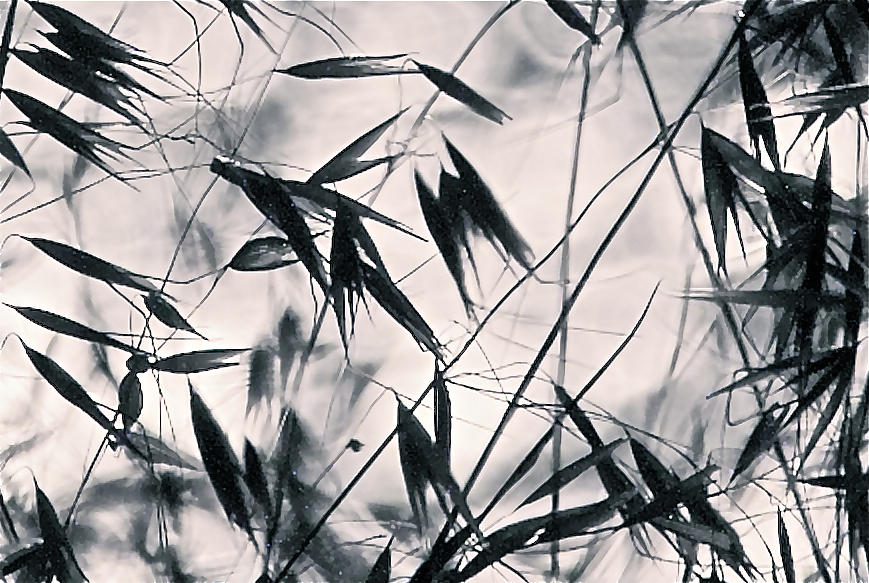 Black And White Photograph - Grass 2 by Jocelyn Kahawai