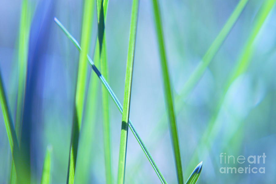 Grass Abstract - 0102a Photograph by Variance Collections