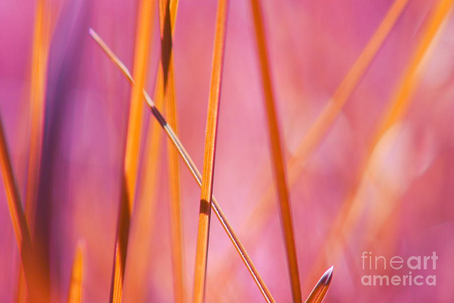 Grass Abstract - 03439 Photograph by Variance Collections