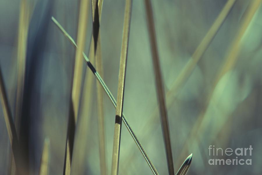 Nature Photograph - Grass Abstract - 03439gr by Variance Collections