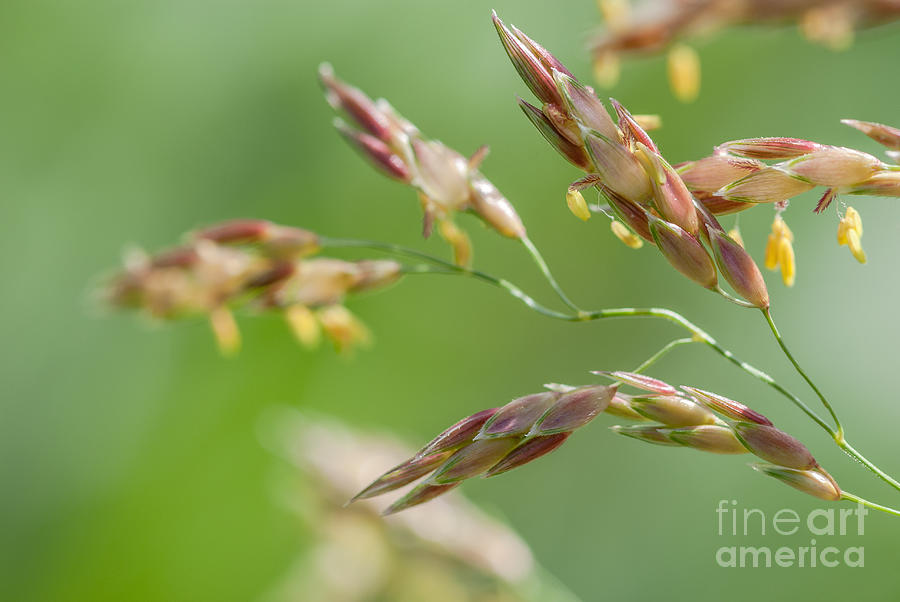 Grass Abstract Photograph by Al Andersen