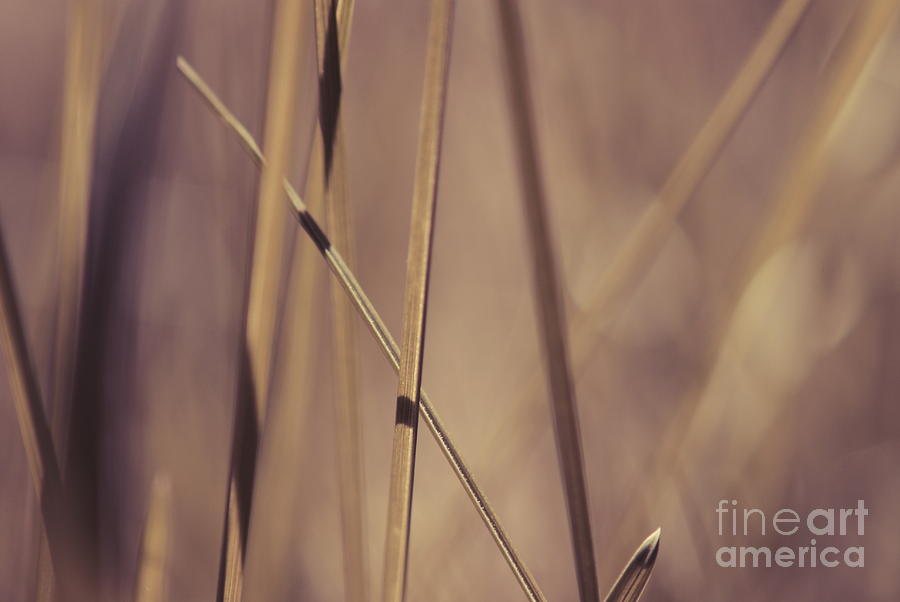 Grass Abstract - Bruni 01 Photograph by Variance Collections