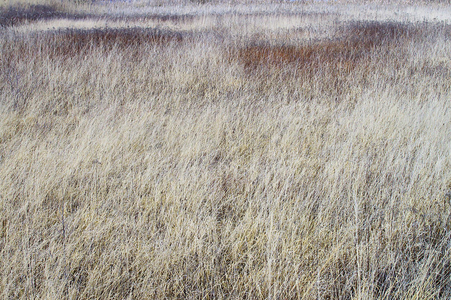 Grass abstract Photograph by Ivan Slosar