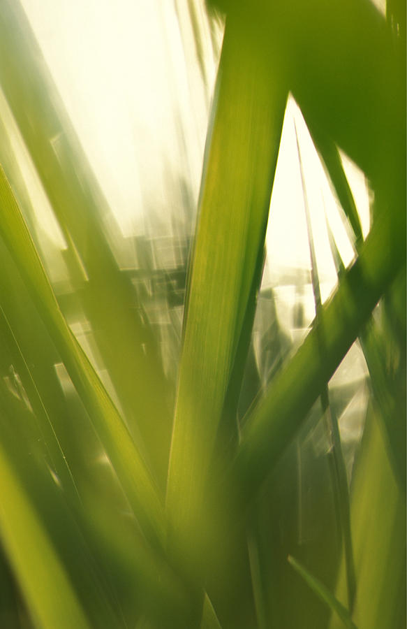 Grass Abstract Photograph