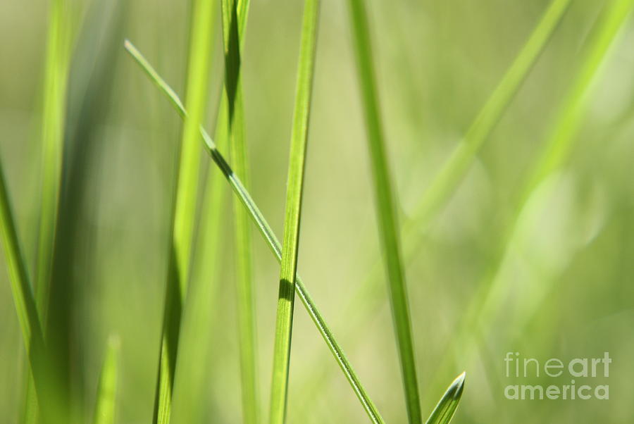 Nature Photograph - Grass Abstract - Woodie- Green 01 by Variance Collections