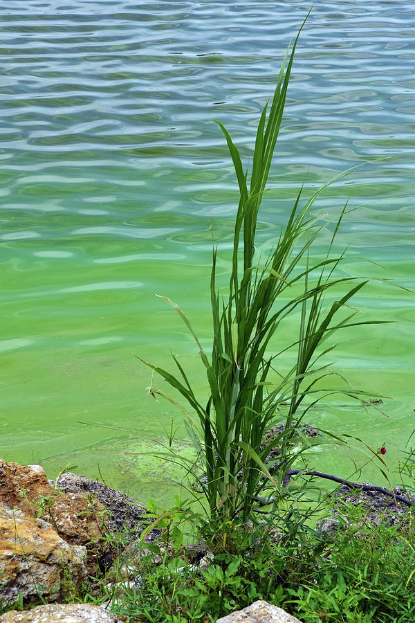 Grass And Cyanobacteria, Fl Photograph by Mary Beth Angelo
