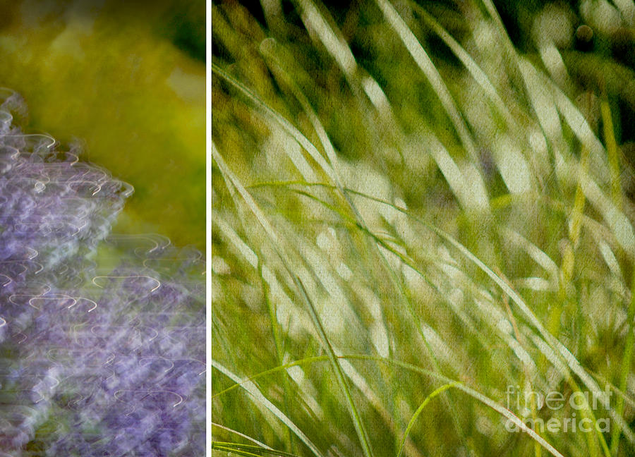 Grass Photograph - Grass And Flower by Linde Townsend Grass Photograph - Grass And Flower by Linde Townsend