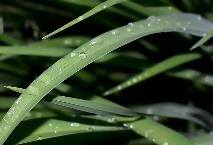 Grass and Rain Drops Photograph by Jeffrey Platt