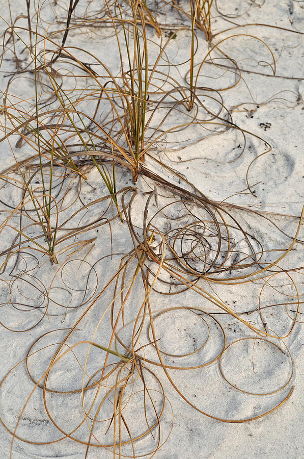 Grass and Sand Art Gulf Islands National Seashore Photograph by Bruce Gourley