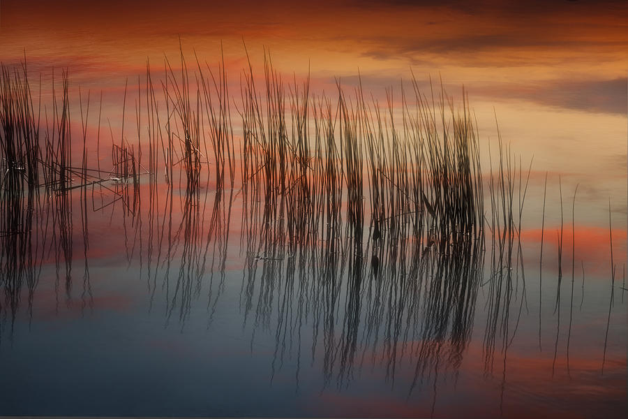 Grass and Sunset Reflection IMG 6316 Photograph by Greg Kluempers
