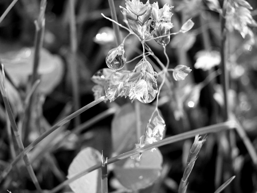 Grass and Water Drops - Black and White Photograph by Corinne Elizabeth Cowherd