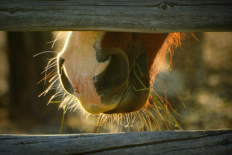 Grass and Whiskers.. Photograph by Al Swasey