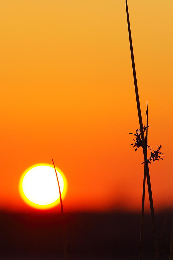 Grass at sunset 2AM-13695 Photograph by Andrew McInnes