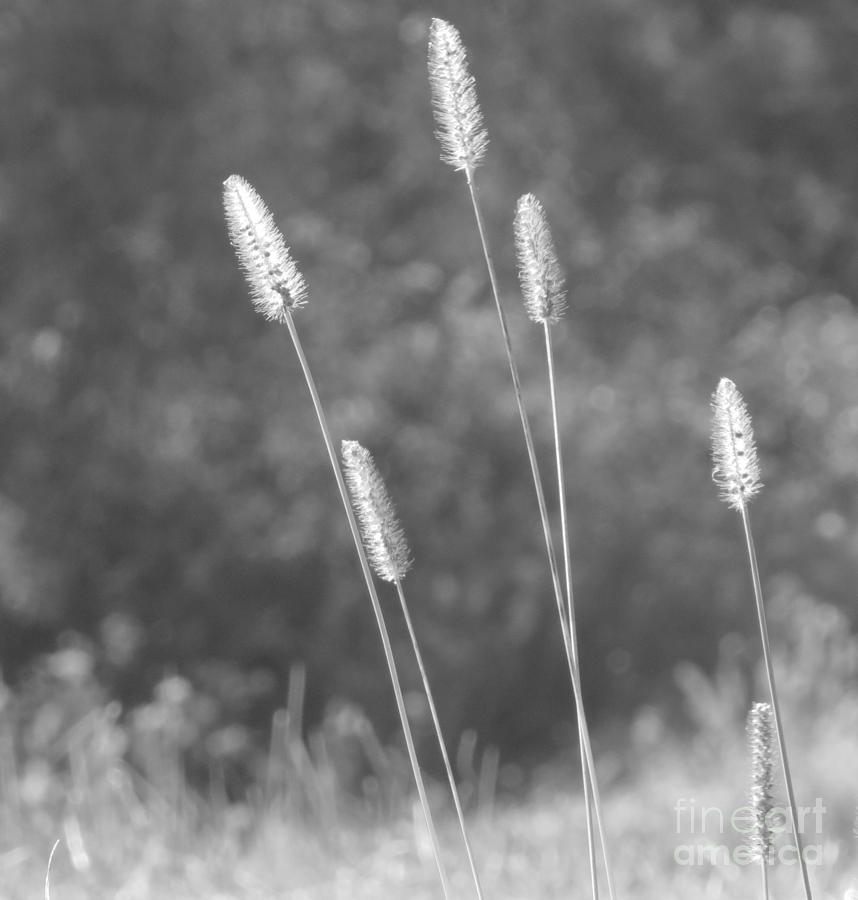 Grass - Black and White Photograph by Anita Adams