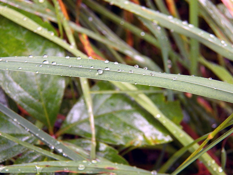 Grass Blade and Droplets Photograph by Corinne Elizabeth Cowherd