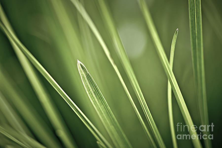 Grass blades macro Photograph by Elena Elisseeva