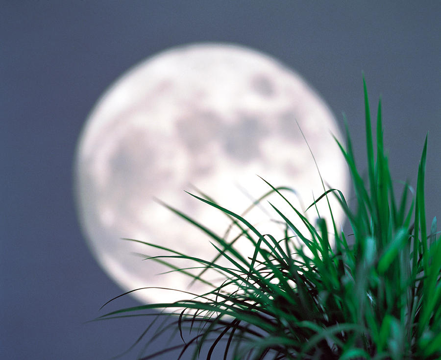 Nature Photograph - Grass Blades With Full Moon by Panoramic Images