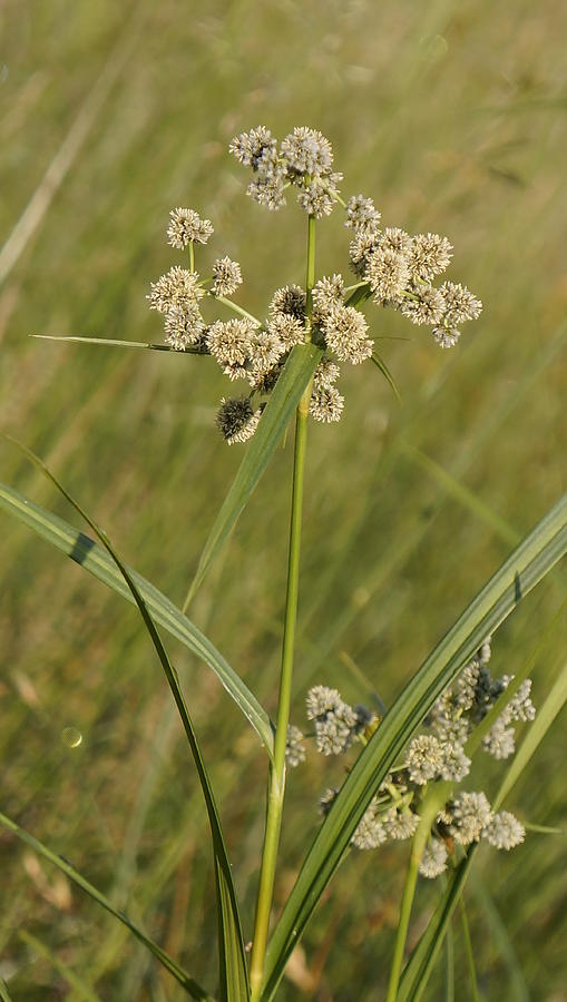 Summer Photograph - Grass Bloom 2 by Dawn Hagar