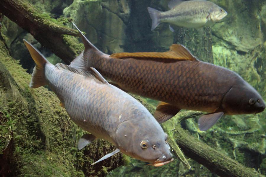 Grass Carp Photograph by Bonfire Photography