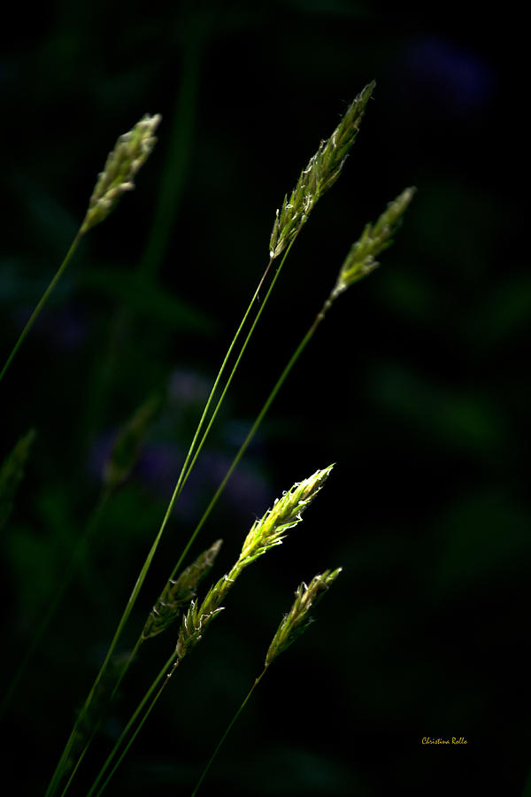 Grass Photograph by Christina Rollo