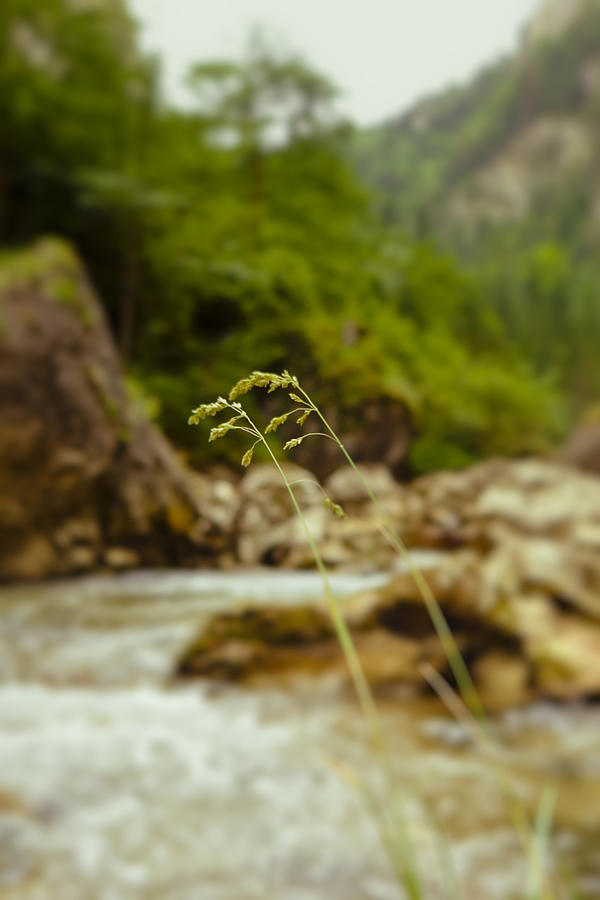 Grass Closeup Near A Mountain River Photograph by Vlad Baciu