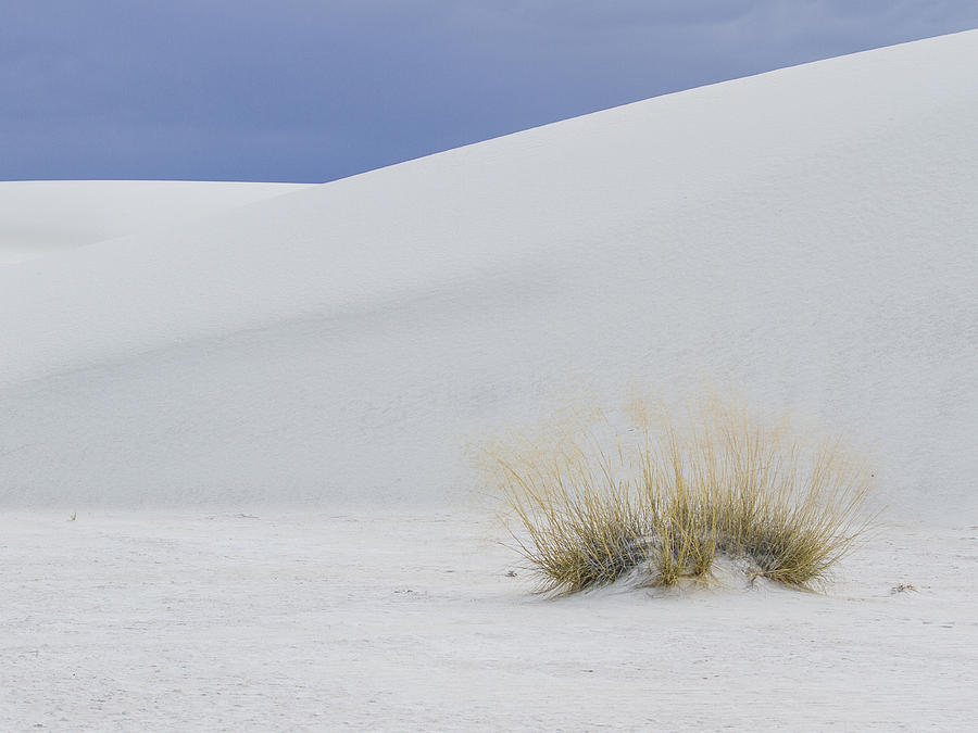 Grass Clump at White Sands Photograph by Jean Noren