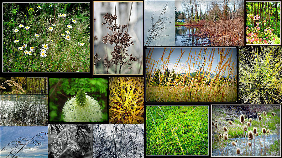 Summer Photograph - Grass Collage Variety by Tikvahs Hope